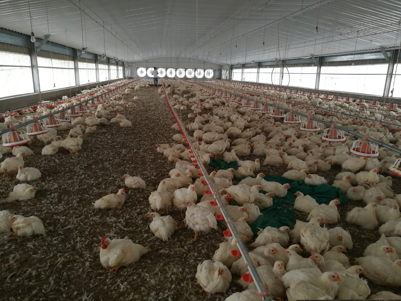 Prefabricated Steel Structure Chicken Broiler House