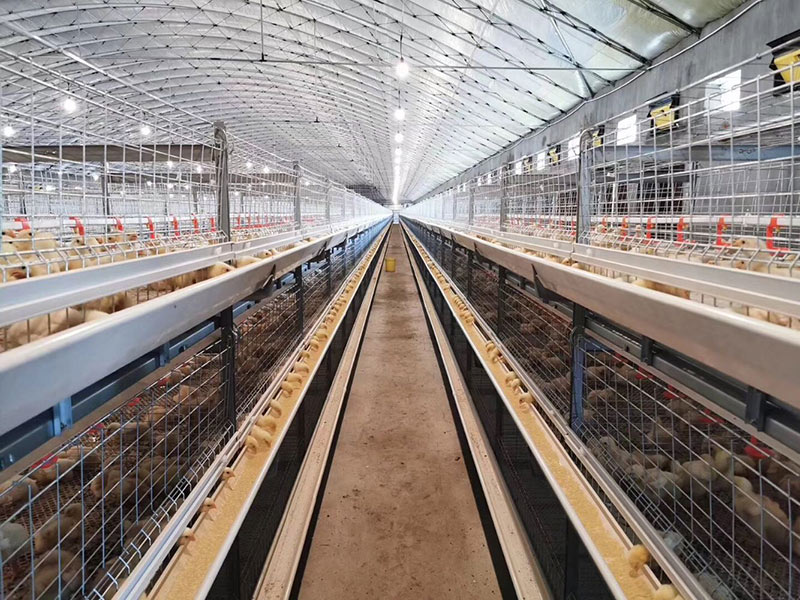 Automatic Poultry Cage for Broiler 